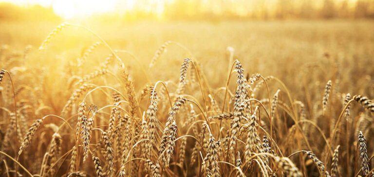 Bion demande l’Homologation de l’AD Nitrogen