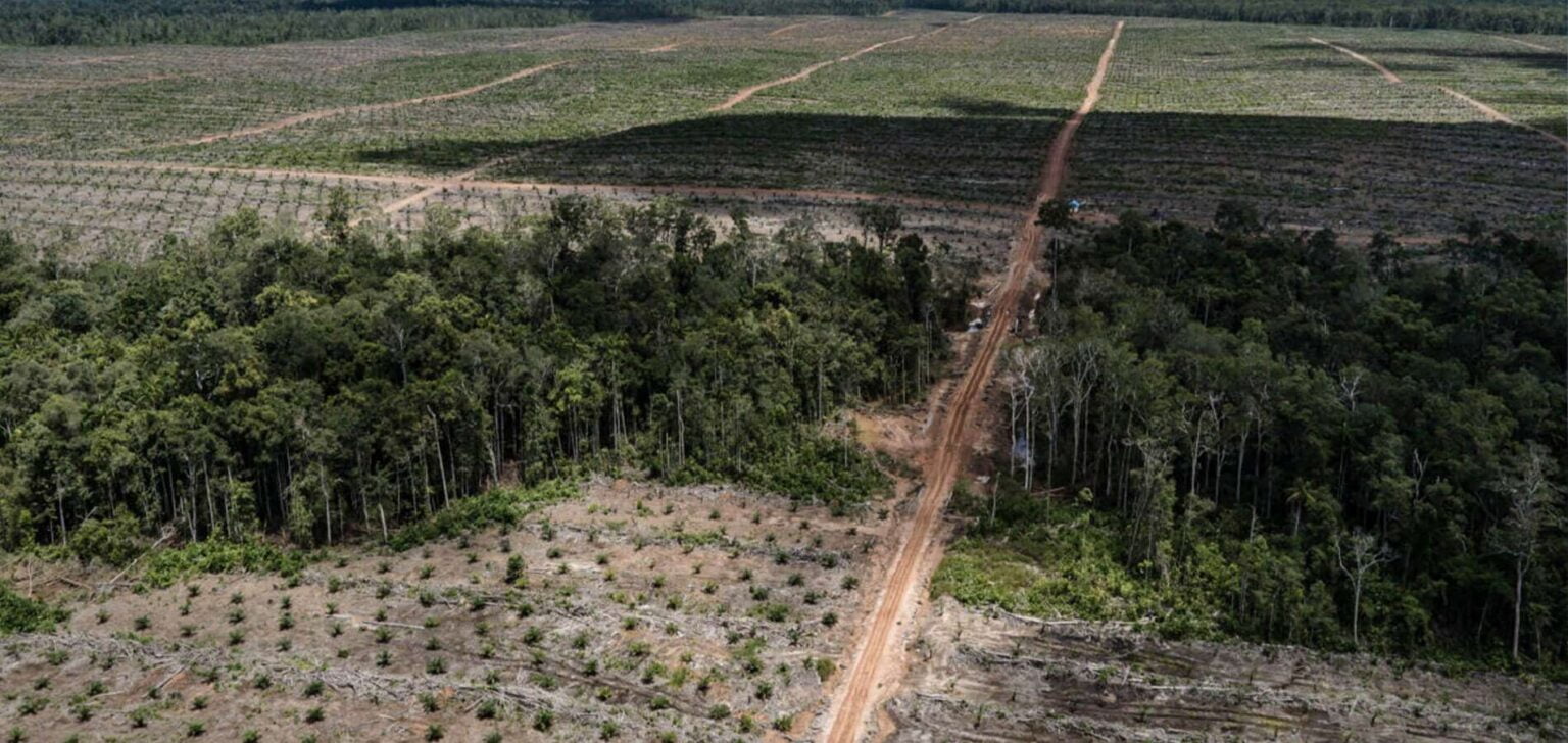 Biofuels: l’UE accusée de Déforestation