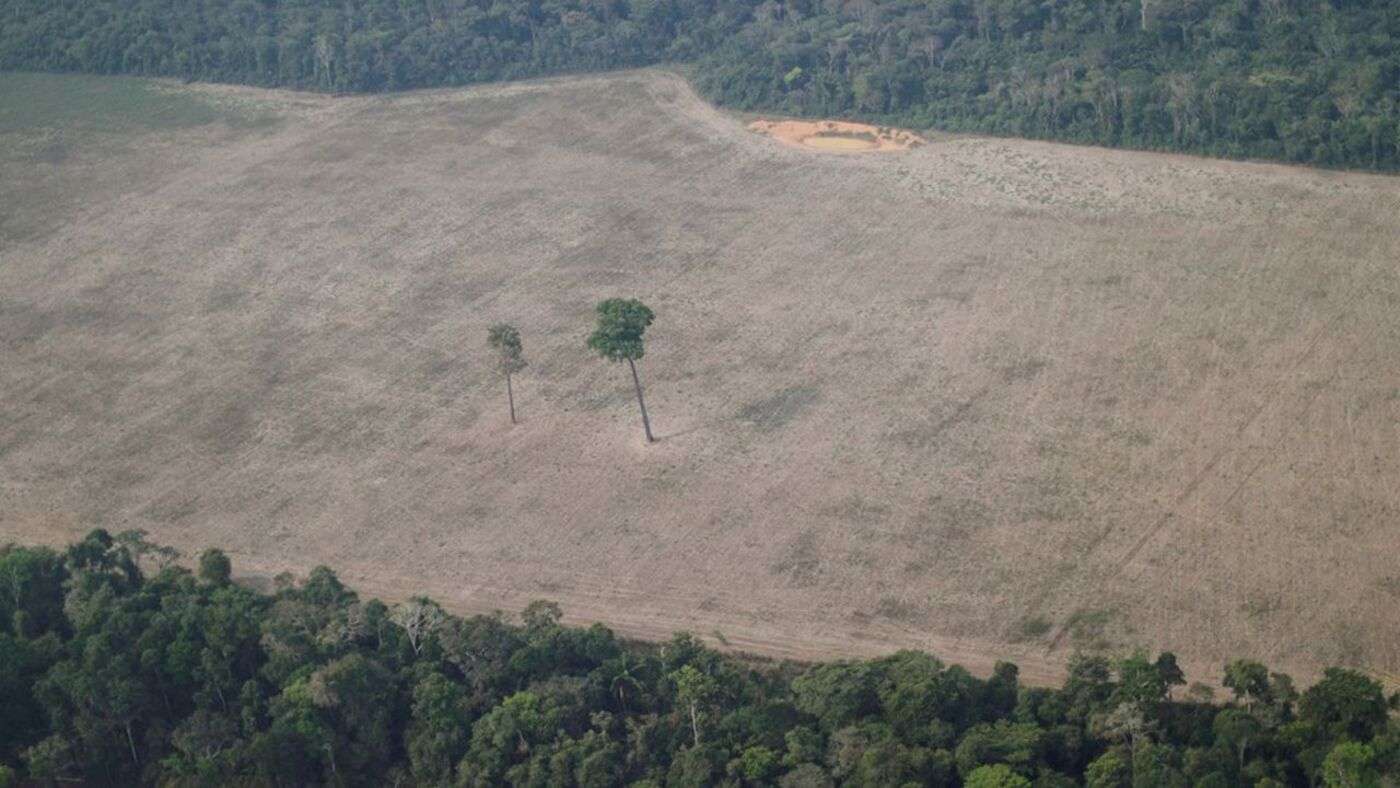 Crédits carbone : les Coûts s’envolent au Brésil