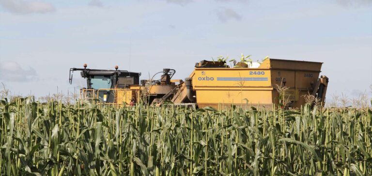 Production d’Éthanol: Menace sur le Sucre et le Maïs