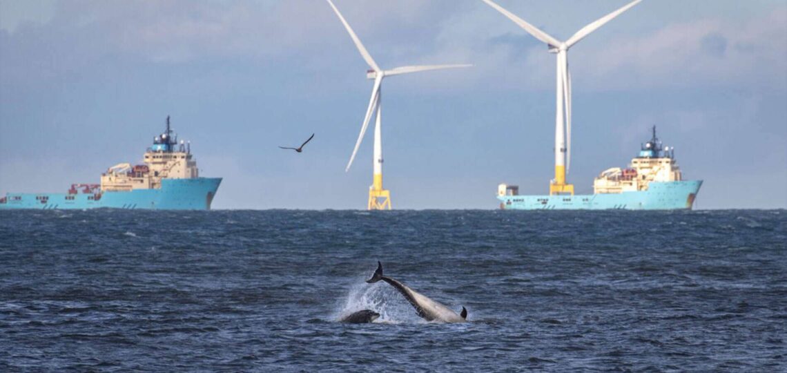 Vattenfall intègre la Biodiversité dans sa Stratégie