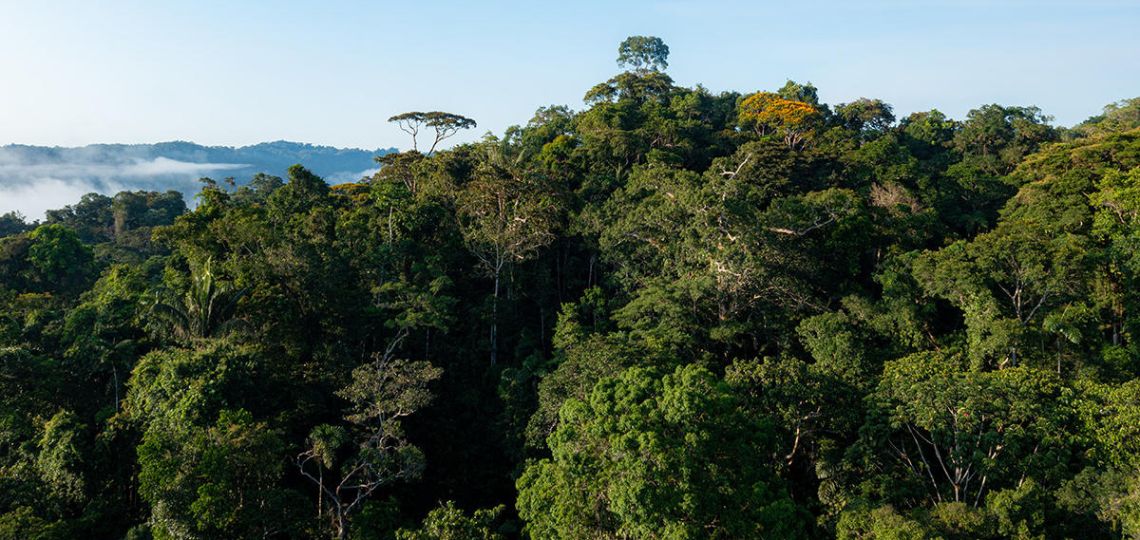 Marché du crédit carbone volontaire : Iberdrola lance Carbon2Nature (C2N)