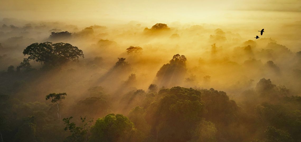 Yasuni referendum: biodiversity versus economy in Ecuador