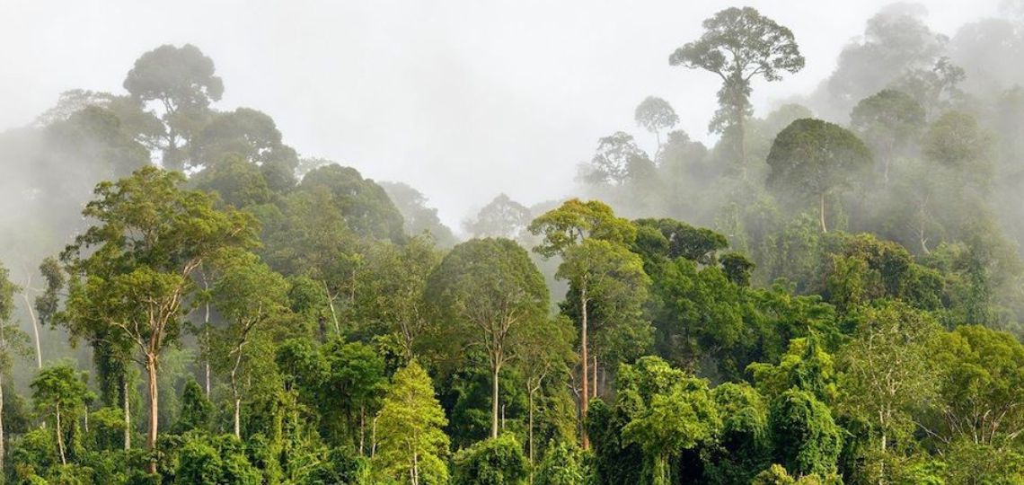Les incohérences réglementaires freinent les projets carbones en Malaisie