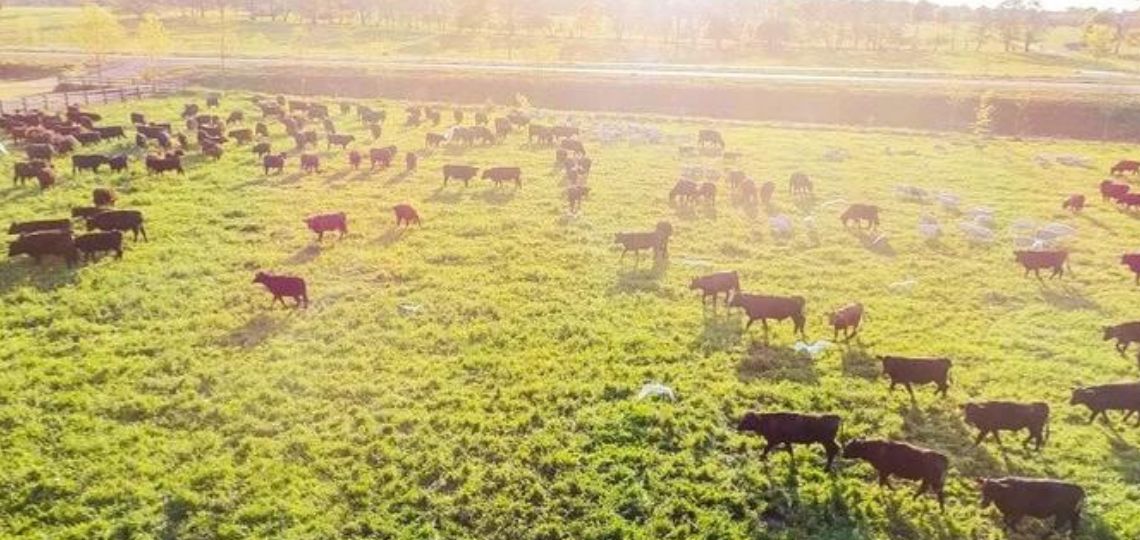 Silicon Ranch intègre la gestion régénératrice des terres à ses projets solaires