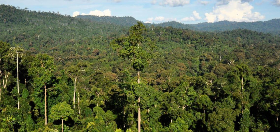 Capter 4 fois plus de CO2 d’ici 2050, un impératif pour le climat