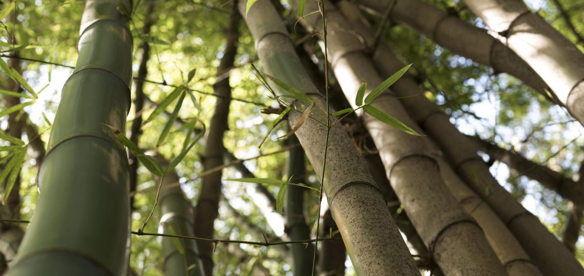 Haffner Energy and Bambbco diversify their biomass sources with bamboo