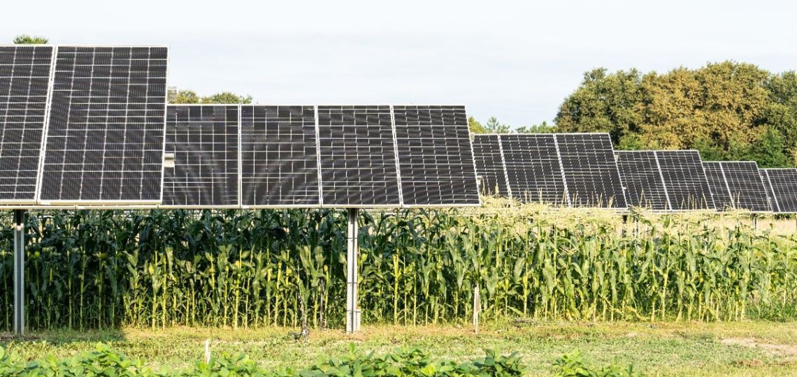 France: Authorization for a 450 MWp agrivoltaic project in the Landes region of France