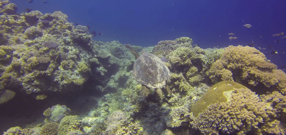 The “Coral Triangle” in Danger from Petroleum Expansion