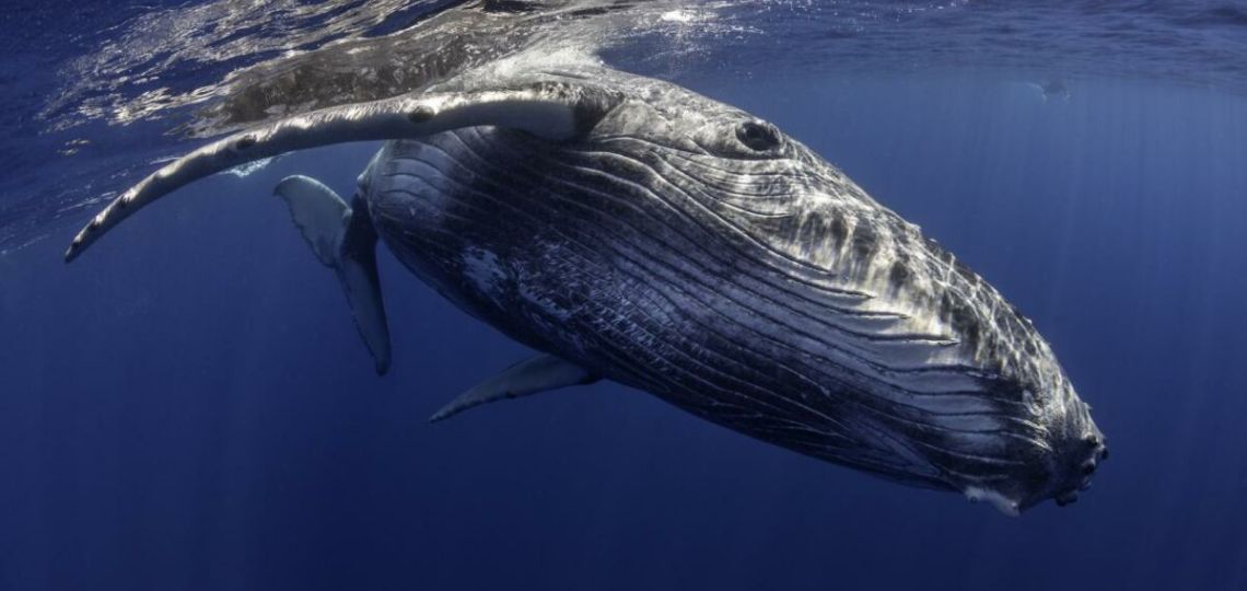 Disinformation and Anti-Wind Energy: The Battle for Whale Protection in the United States