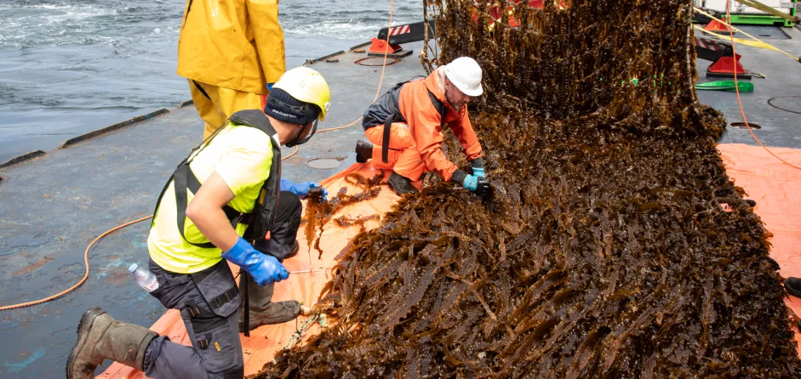 First commercial seaweed harvest completed in Dutch offshore wind farm