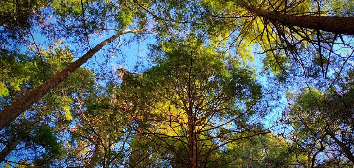 Chestnut Carbon secures pioneering non-recourse financing of $210mn for afforestation in the U.S.