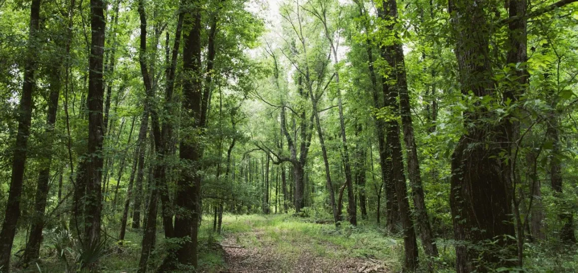 TotalEnergies investit dans la gestion forestière durable avec NativState aux États-Unis