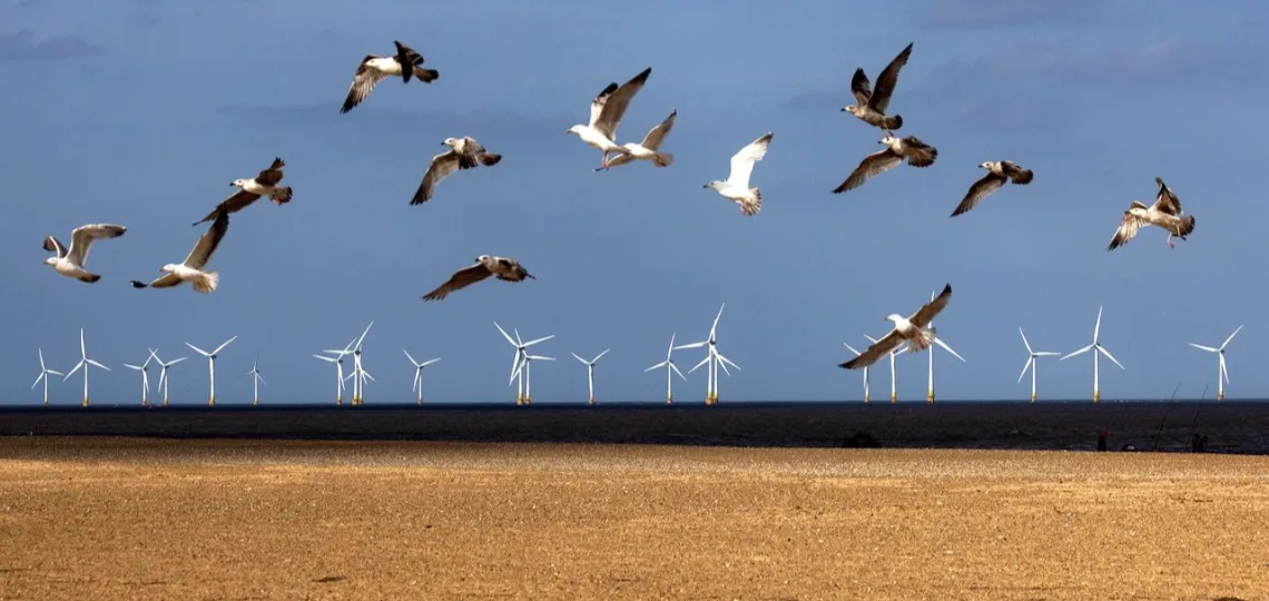 Migralion programme warns of interaction risks between migratory birds and offshore wind turbines