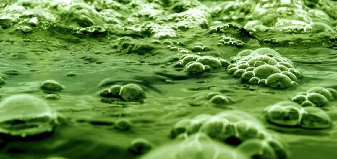 Le marché mondial des biocarburants à base d’algues atteindrait 19,16 Md$ en 2032