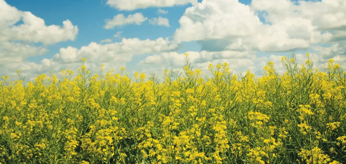 Corteva et bp créent Etlas pour produire un million de tonnes de biomasse